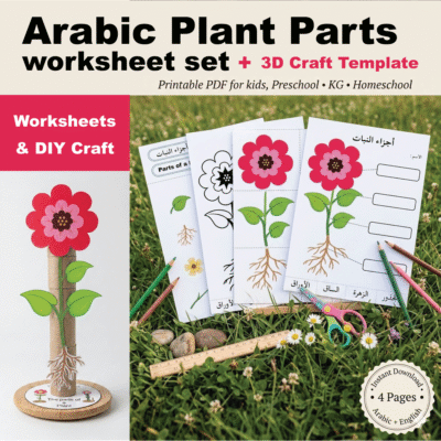 Arabic Parts of a Plant Worksheet & Craft | Science Printable for G1 & KG